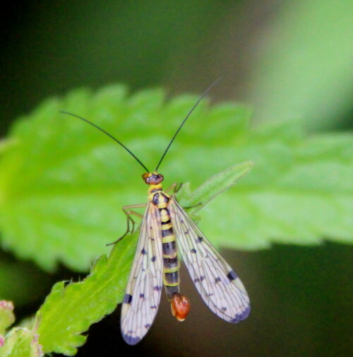 Im Gegensatz zur ebenfalls häufigen Panorpa communis fehlt das durchgehende schwarze Flügelband.

Aufnameort: Schweinsberger Moor, 26.07.2015
Kamera: Canon EOS 600D 1/1250; 6,3; 265,0,0mm; ISO 3200