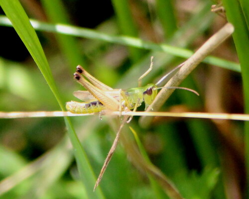 

Aufnameort: Schweinsberger Moor, 26.07.2015
Kamera: Canon EOS 600D 1/2000; 6,3; 223,0mm; ISO 2000