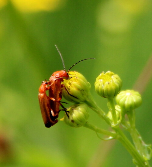 Diese Käfer zählen zu den häufigsten Insekten Mitteleuropas. Man findet die Tiere jetzt überall und kann häufig die Paarung beobachten, da sie bei diesen Käfern mehrere Stunden dauern kann.

Aufnameort: Schweinsberger Moor, 26.07.2015
Kamera: Canon EOS 600D 1/1250; 5,6; 122,0mm; ISO 400