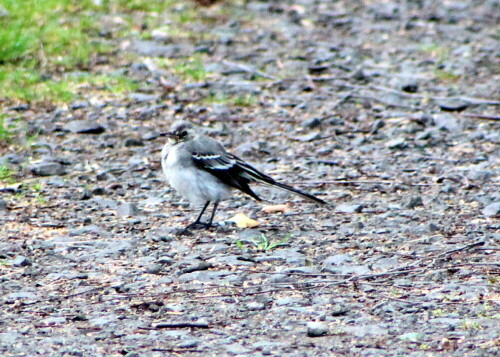 bachstelze-motacilla-alba-jungvogel-14594.jpeg