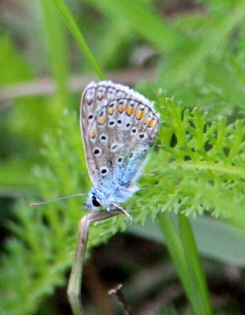 hauhechel-blauling-polyommatus-icarus-14592.jpeg