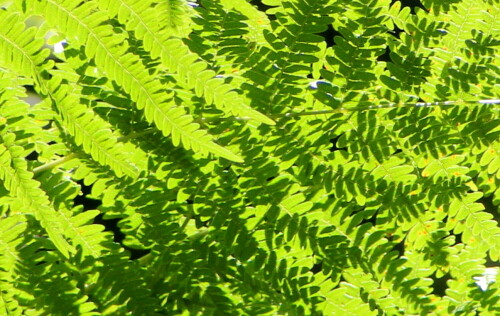 

Aufnameort: Marburg, Lahnberge, Ortenberg 30.07.2015
Kamera: Canon EOS 600D 1/400; 8,0; 300,0mm; ISO 640