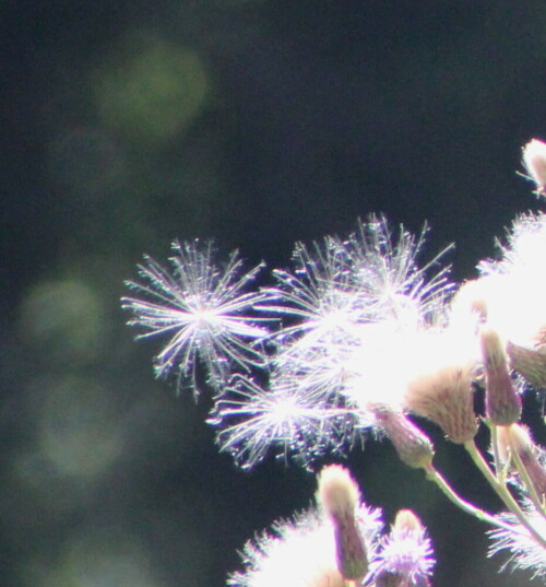 Distelsamen beginnen, davonzuschweben

Aufnameort: Marburg, Lahnberge, Ortenberg 30.07.2015
Kamera: Canon EOS 600D 1/400; 8,0; 300,0mm; ISO 2150