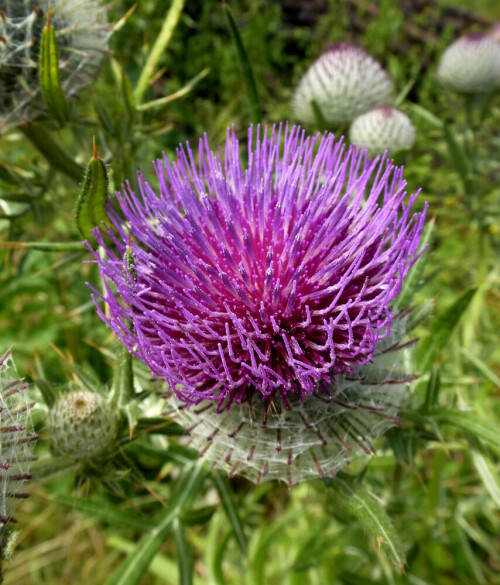 Wollkopf-Kratzdistel

Aufnameort: Rheinebene im Breisgau
Kamera: Panasonic