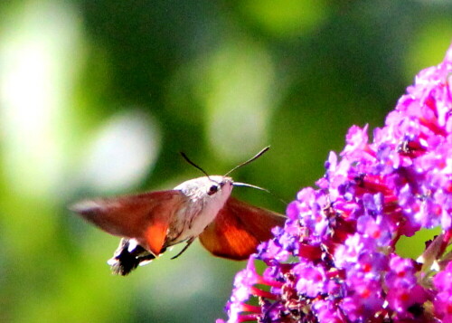 taubenschwanzchen-macroglossum-stellatum-14646.jpeg