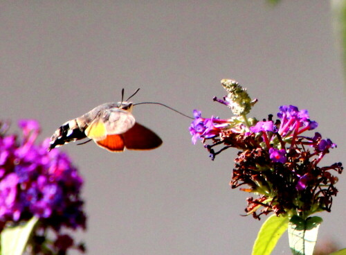 Besuch aus Südamerika behauptete steif und fest, er habe einen Kolibri gesehen - dass es sich um butterfly handelt, wollte er nicht glauben.

Aufnameort: Marburg, An der Zahlbach, 31.07.2015
Kamera: Canon EOS 600D 1/2000; 6,3; 179,0mm; ISO 1250