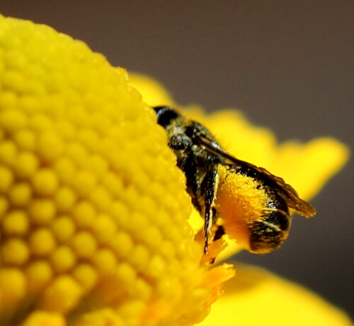 Bauchsammlerinnen sammeln Pollen nicht mit den Hinterbeinen, sondern mit ihrer speziellen Bauchbehaarung.

Aufnameort: Marburg, An der Zahlbach, 07.08.2015
Kamera: Canon EOS 600D 1/400; 5,6; 100,0mm; ISO 100