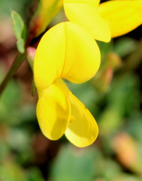 hornklee-lotus-corniculatus-14679.jpeg