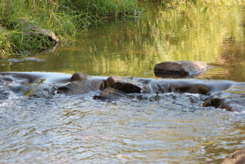 wasserfallchen-14694.jpeg