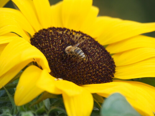 biene-auf-sonnenblume-14776.jpeg