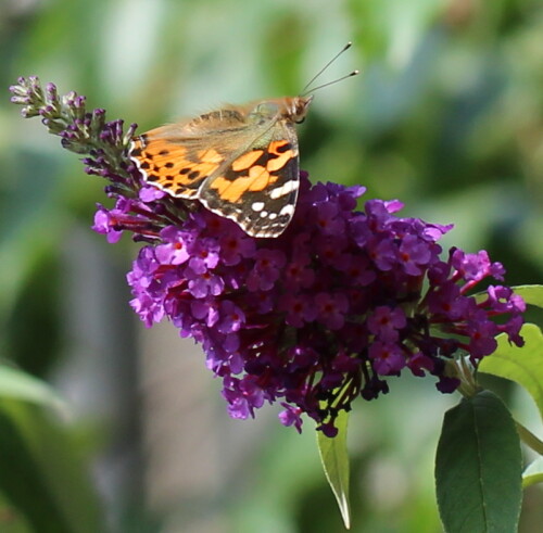 Ib diesem Jahr scheinen viele Individuen aus dem Süden einzuwandern

Aufnameort: Marburg, An der Zahlbach, Garten 12.08.2015
Kamera: Canon EOS 600D 1/200; 5,6; 100,0mm; ISO 100