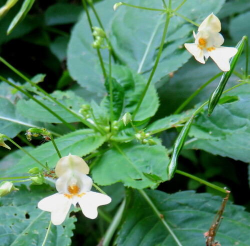 kleinblutiges-springkraut-impatiens-parviflora-14696.jpeg