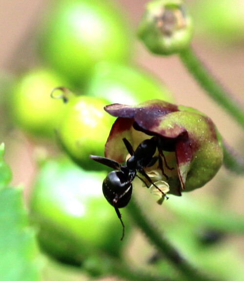 Wespen, Wildbienen und Ameisen besuchen die Blüten dieser Pflanze, selten auch Schwebfliegen.

Aufnameort: Marburg, An der Zahlbach, Garten 20.08.2015
Kamera: Canon EOS 600D 1/125; 5,6; 100,0mm; ISO 250