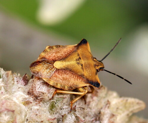 Mehrere Exemplare sitzen seit Tagen auf abgeblühtem Ziest

Aufnameort: Marburg, An der Zahlbach, 20.08.2015
Kamera: Canon EOS 600D  1/200; 7,1; 100,0mm; ISO 100