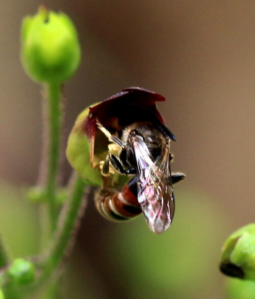 Nicht nur Wespen, auch einige Wildbienen wie diese Furchenbiene werden durch die Blüten der Knotigen Braunwurz angelockt.

Aufnameort: Marburg, An der Zahlbach, Garten 20.08.2015
Kamera: Canon EOS 600D 1/160; 5,6; 100,0mm; ISO 200