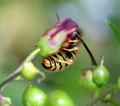 gemeine-wespe-vespula-vulgaris-an-braunwurz-14713.jpeg