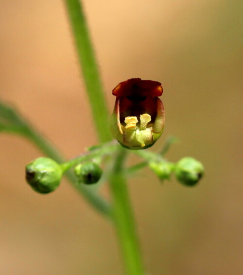 knotige-braunwurz-blute-scrophularia-nodosa-14715.jpeg