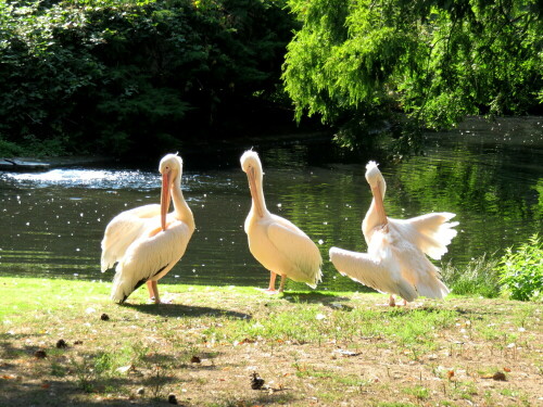 

Aufnameort: Zoo Frankfurt, 22.08.2015
Kamera: Canon Power Shot SX700 1/125; 5,0; 22,4mm; ISO 100