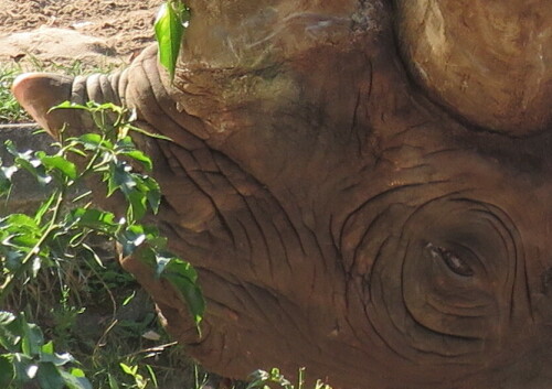 Nashornbulle nimmt die Witterung der Nashornkuh im Nachbargehege auf, er flehmt

Aufnameort: Zoo Frankfurt, 22.08.2015
Kamera: Canon Power Shot SX700 1/320; 3.2; 4,5mm; ISO 100