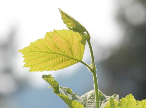 

Aufnameort: Marburg, Wald An der Zahlbach, 23.08.2015
Kamera: Canon EOS 600D  1/200; 14,0; 235,0mm; ISO 400