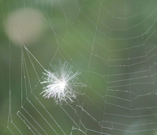 

Aufnameort: Marburg, An der Zahlbach, Garten 23.08.2015
Kamera: Canon EOS 600D  1/400; 5,6; 235,0mm; ISO 3200