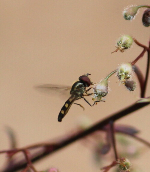 

Aufnameort: Marburg, An der Zahlbach, Garten 23.08.2015
Kamera: Canon EOS 600D  1/400; 5,6; 250,0mm; ISO 500