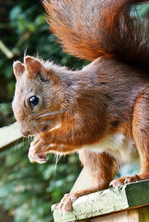 Eichhörnchen auf dem Futterhaus

Aufnameort: Mülheim a.d. Ruhr
Kamera: Nikon