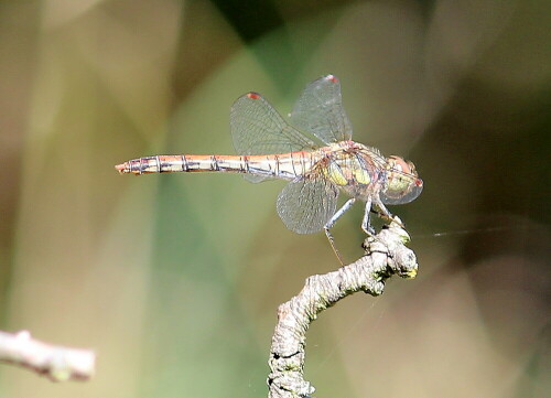 gefleckte-heidelibelle-sympetrum-flaveolum-14762.jpeg