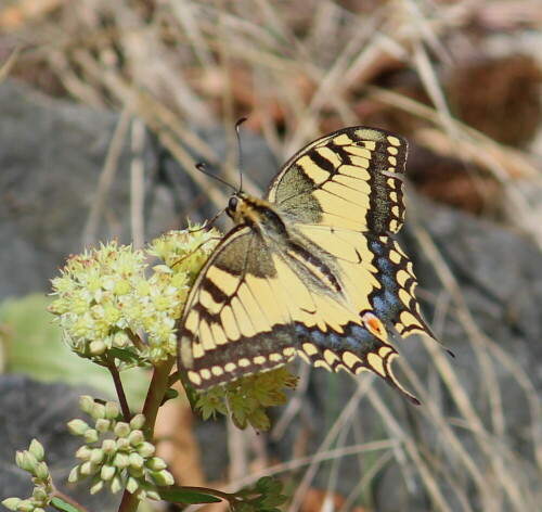 schwalbenschwanz-papilio-machaon-14763.jpeg