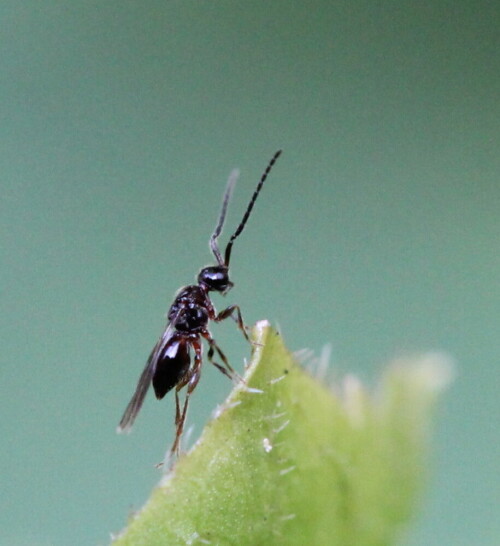 Winzige, knapp 3mm kleine Brackwespe, die Artbestimmung per Foto ist nicht möglich

Aufnameort: Marburg, An der Zahlbach, Garten 27.08.2015
Kamera: Canon EOS 600D  1/125; 5,6; 100,0mm; ISO 1250