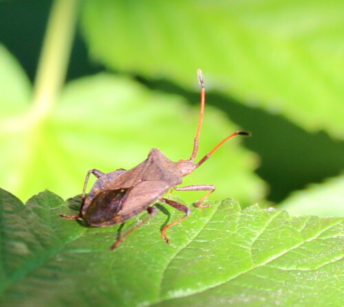 

Aufnameort: Marburg, An der Zahlbach, Garten 29.08.2015
Kamera: Canon EOS 600D  1/100; 4,5; 36,0mm; ISO 100