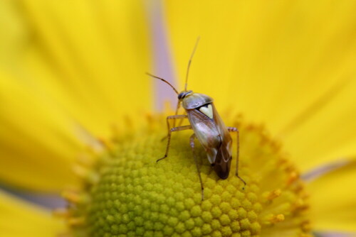 wanze-mit-herz-calocoris-roseomaculatus-14780.jpeg