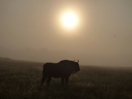 wisent-im-nebel-15879.jpeg