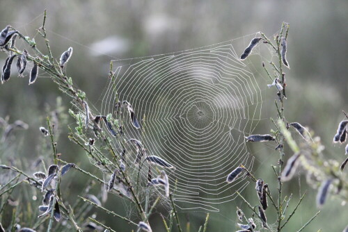 Der Morgentau bildet mit den Klebetröpfchen eine stärker reflektierende Schicht, sodaß die Fangfäden deutlich von den Konstruktionsfäden unterscheidbar sind. In der Netzperipherie kann die Spinne die Spirale nicht fortsetzen, sie ändert dann die Richtung, um auch den freien Platz in den Ecken des Rahmens zu nutzen und die Fangfläche möglichst groß zu gestalten.

Aufnameort: Cyriaxweimar b. Marburg, NSG ehem. Truppenübungsplatz, 30.08.2015
Kamera: Canon EOS 600D 1/125; 5,6; 90,0mm; ISO 2000