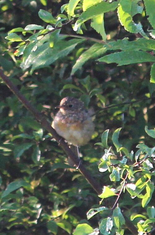 rotkehlchen-jungvogel-14947.jpeg