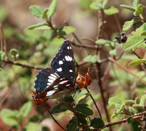 blauschwarzer-eisvogel-limenitis-reducta-14986.jpeg