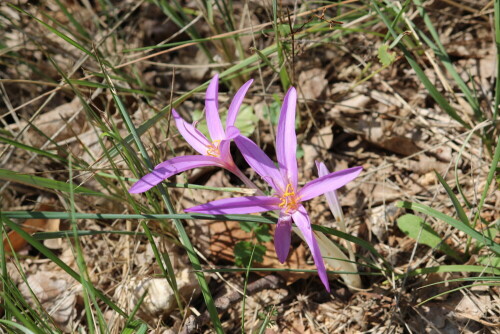 herbstzeitlose-colchicum-autumnale-15002.jpeg