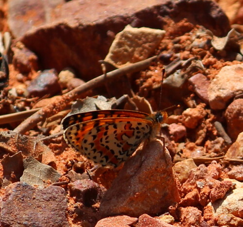 Wie bei vielen Tagfalterarten sind auch bei dieser Art die Flügelunterseiten mindestens ebenso ausdrucksvoll gezeichnet wie die Flügeloberseiten.

Aufnameort: La Bruyere, Villars, Provence 08.09.2015
Kamera: Canon EOS 600D 1/400; 7,1; 171,0mm; ISO 100