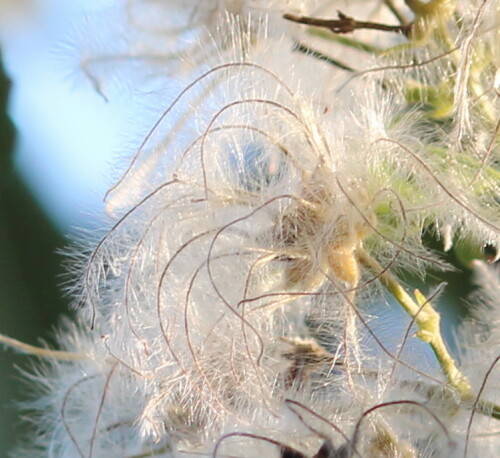 clematis-15024.jpeg
