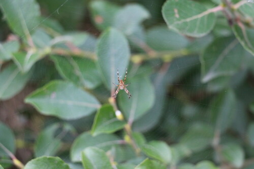 gartenkreuzspinne-araneus-diad-14844.jpeg