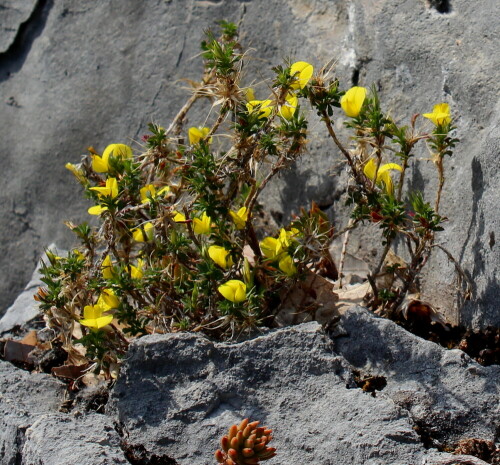 Gilt in Deutschland als ausgestorben, da ihr Habitat - magere, steinige Fluren - zu stark zurückgegangen ist.

Aufnameort: Provence, Oppedette, 10.09.2015
Kamera: Canon EOS 600D 1/200; 10,0; 42,0mm; ISO 100