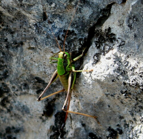 Sie ist die südliche Verwandte unserer gewöhnlichen Strauchschrecke, ein wenig farbenfroher.

Aufnameort: Provence, Oppedette, 10.09.2015
Kamera: Canon EOS 600D 1/80; 5,6; 55,0mm; ISO 125