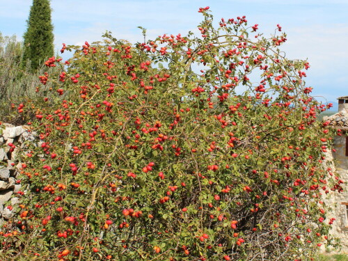 

Aufnameort: Provence, Oppedette, 10.09.2015
Kamera: Canon EOS 600D 1/125; 11,0; 25,0mm; ISO 100