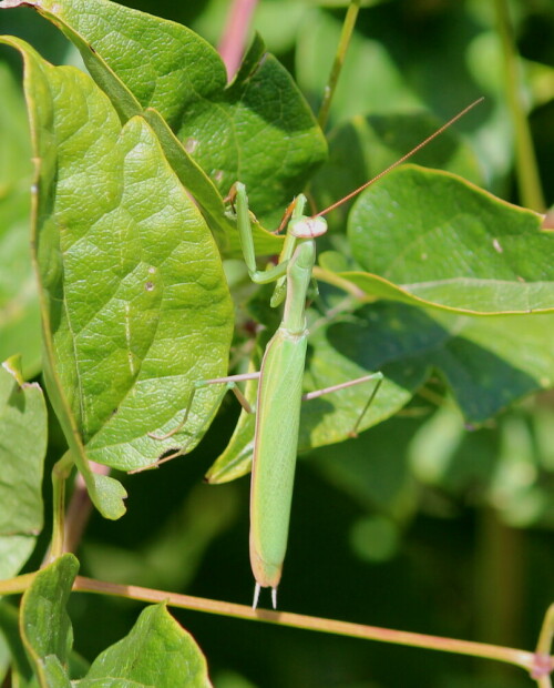 herr-gottesanbeter-mantis-religiosa-15033.jpeg