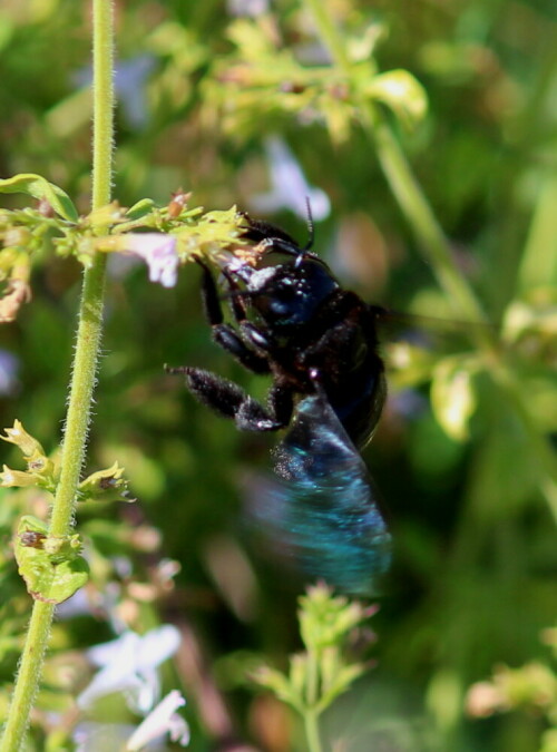 Das große Insekt hat Mühe, die kleine Blüte als Nektarquelle zu nutzen. Oft sind drei bis vier Anflüge je Blüte notwendig.

Aufnameort: Provence, Oppedette, 10.09.2015
Kamera: Canon EOS 600D 1/250; 6,3; 135,0mm; ISO 100