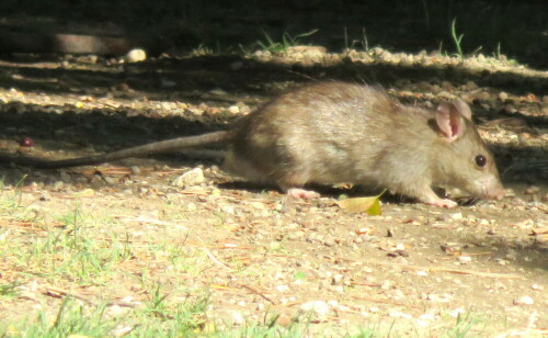 Auf dem Domhügel von Avignon sah ich mehrere Ratten am hellichten Tag sehr wenig scheu nach Nahrung suchen.

Aufnameort: Avignon, Frankreich, 11.09.2015
Kamera: Canon Power Shot SX700 1/640; 6,9; 135,0mm; ISO 400