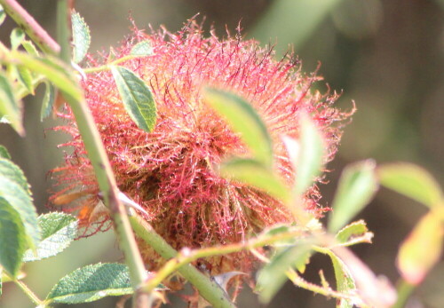 In frischem Zustand sind sie durchaus dekorativ und schön anzusehen.

Aufnameort: Provence, Villars bei Apt, 13.09.2015
Kamera: Canon EOS 600D 1/400; 8,0; 300,0mm; ISO 800