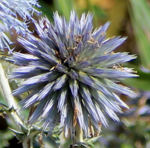 

Aufnameort: Provence, Villars bei Apt, 13.09.2015
Kamera: Canon EOS 600D 1/320; 6,3; 195,0mm; ISO 100