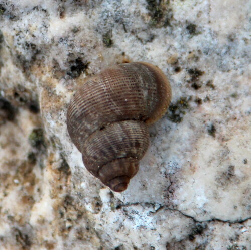 landdeckelschnecke-pomatia-elegans-15071.jpeg