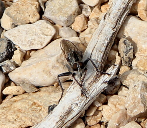 raubfliege-asilidae-spec-15095.jpeg